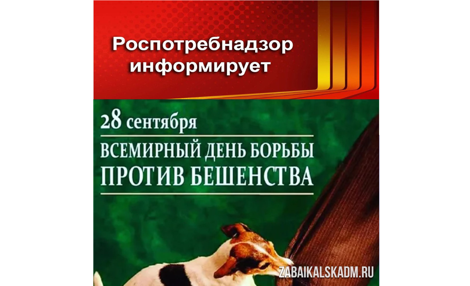 28 сентября отмечается Всемирный день борьбы с бешенством | 25.09.2023 |  Чита - БезФормата